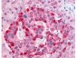 Anti-Human PARK-7 (RABBIT) Antibody