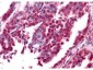 Anti-EGR-1 (RABBIT) Antibody