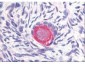Anti-DELTA-4 (RABBIT) Antibody