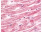 Anti-Sprouty-4 (RABBIT) Antibody
