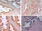 Anti-SLIT-2 (RABBIT) Antibody