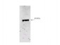 Anti-Neuraminidase (Neu2) (RABBIT) Antibody