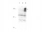 Anti-APC1 pS355 (RABBIT) Antibody