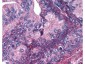 Anti-APC1 pS377 (RABBIT) Antibody