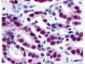 Anti-HDAC1 (RABBIT) Antibody