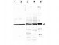 Anti-ALPHA-TUBULIN (RABBIT) Antibody