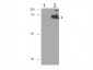 Anti-CDC27 pT244 (RABBIT) Antibody