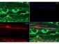 Anti-Beta Actin (RABBIT) Antibody