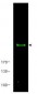 Anti-mTOR (RABBIT) Antibody
