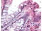 Anti-NOXO1 (RABBIT) Antibody