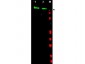Anti-EGFR (RABBIT) Antibody