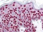 Anti-SMAD3 pS423 pS425 (RABBIT) Antibody