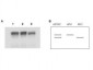 Anti-MCM2 (RABBIT) Antibody