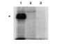 Anti-MLF1 Interacting Protein (internal) (RABBIT) Antibody