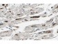 Anti-iASPP (RABBIT) Antibody