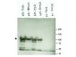 Anti-Heat shock protein HSP 90-alpha (RABBIT) Antibody