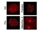 Anti-MLF1 Interacting Protein pT78 (RABBIT) Antibody