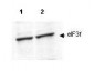 Anti-eIF3f (RABBIT) Antibody