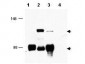 Anti-MECT1 (RABBIT) Antibody