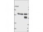 Anti-p44 MAP Kinase (ERK1) (RABBIT) Antibody