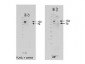 Anti-ABCB6 (RABBIT) Antibody