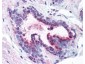 Anti-Pdcd4 pS457 (RABBIT) Antibody