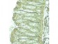 Anti-Pdcd4 (RABBIT) Antibody