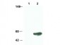 Anti-SMAD3 (RABBIT) Antibody