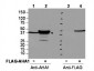 Anti-AHA1 (RABBIT) Antibody