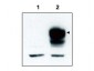 Anti-TrkCT1 (RABBIT) Antibody