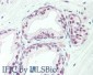 Anti-Transcription Initiation Factor TFIID Subunit 1 (TAF1) (RABBIT) Antibody