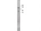 Anti-STAT5 (RABBIT) Antibody