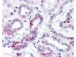 Anti-STAT5 pY694 (RABBIT) Antibody