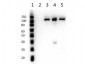 Anti-Cenexin-1 (RABBIT) Antibody