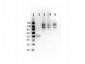 Anti-Cenexin-1 pS796 (RABBIT) Antibody