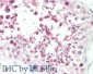 Anti-MLF1IP / PBIP1 (RABBIT) Antibody
