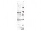Anti-NEDD4 (RABBIT) Antibody