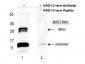 Anti-NAG-1 (C-terminal specific) (RABBIT) Antibody