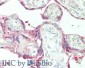Anti-Plasminogen Activator Inhibitor 2 (RABBIT) Antibody