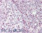 Anti-CTCF (RABBIT) Antibody
