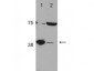 Anti-POLB (DNA polymerase beta) (RABBIT) Antibody