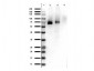 Anti-RON pY1353 (RABBIT) Antibody