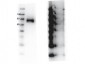 Anti-RON pY1360 (RABBIT) Antibody