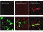 Anti-Cas9 (RABBIT) Antibody