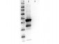 Anti-MEK1 (RABBIT) Antibody