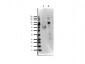 Anti-EZH1 (RABBIT) Antibody