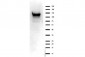 Anti-ASAP1 (RABBIT) Antibody