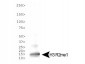 Anti-Histone H3 [Monomethyl Arg2] (RABBIT) Antibody