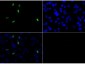 Anti-Histone H3 [Asym-dimethyl Arg2] (RABBIT) Antibody