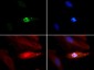 Anti-Histone H3 [p Thr3, Monomethyl Lys4] (RABBIT) Antibody